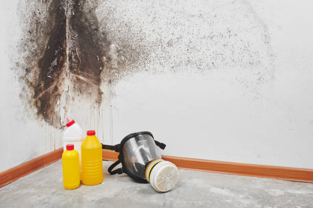 Mold Odor Removal Services in Bellmead, TX