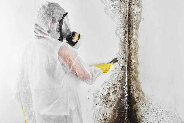 Best Mold Remediation for Healthcare Facilities  in Bellmead, TX